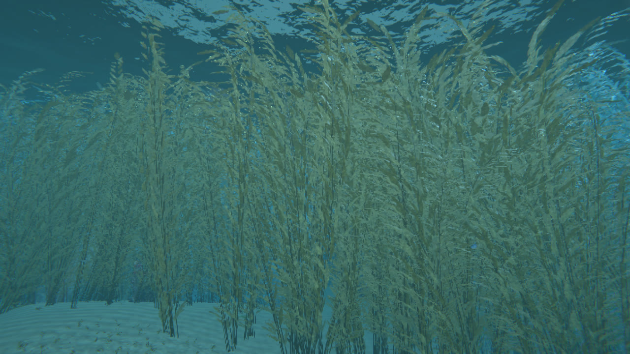 A dense kelp forest swaying below the surface